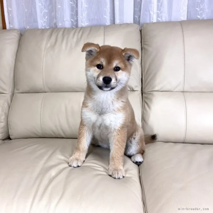 ID：2301-03183の子犬