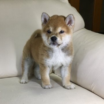 柴犬(標準サイズ)【茨城県・男の子・2022年3月3日・赤】の写真「両親JKCチャンピオン✨遺伝子検査クリア❗️です」