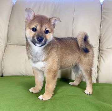 柴犬(標準サイズ)【茨城県・女の子・2024年3月24日・赤】の写真「両親良血統✨✨遺伝子検査クリア！です😊」