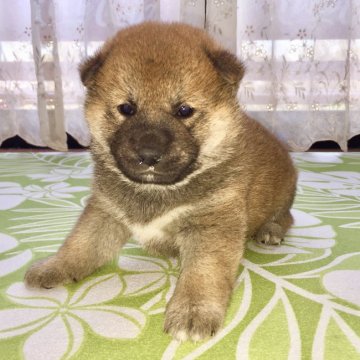 柴犬(標準サイズ)【茨城県・男の子・2018年3月3日・赤】の写真「父JKCチャンピオン❗️良血統の男の子🎵」