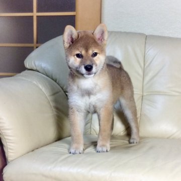 柴犬(標準サイズ)【茨城県・女の子・2019年6月15日・赤】の写真「良血統✨のかわいい💕女の子GM1クリア安心です！」
