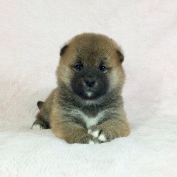 柴犬(標準サイズ)【茨城県・女の子・2021年2月2日・赤】の写真「母インターナショナルチャンピオン✨健康診断書付❗️」