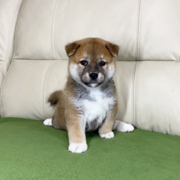 柴犬(標準サイズ)【茨城県・男の子・2023年7月3日・赤】の写真「パパJKCチャンピオン✨✨遺伝子検査クリア！！です」
