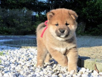 柴犬(標準サイズ)【茨城県・男の子・2017年4月14日・赤】の写真「ぬいぐるみみたいな男の子💕「健康診断書付き」」