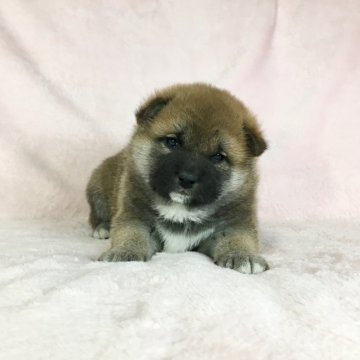 柴犬(標準サイズ)【茨城県・男の子・2020年12月2日・赤】の写真「父JKCチャンピオン✨良血統の男の子💗」
