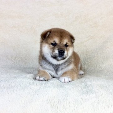 柴犬(標準サイズ)【茨城県・女の子・2020年6月16日・赤】の写真「良血統のかわいい💕女の子♪」