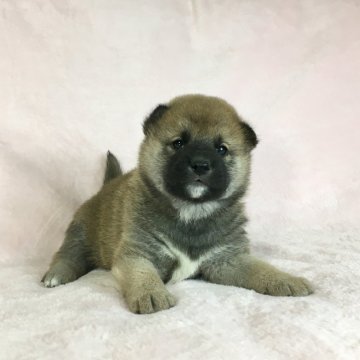 柴犬(標準サイズ)【茨城県・男の子・2020年12月3日・赤】の写真「母JKC チャンピオン✨のかわいい男の子💕」