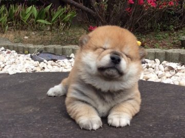 柴犬(標準サイズ)【茨城県・男の子・2016年3月22日・赤】の写真「父犬日保完成犬、母犬JKCチャンピオンの超良血統！」