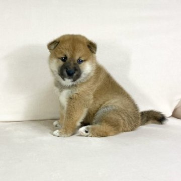 柴犬(標準サイズ)【茨城県・女の子・2023年10月3日・赤】の写真「両親良血統✨✨遺伝子検査クリアです！！」