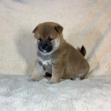 柴犬(標準サイズ)【茨城県・男の子・2020年5月2日・赤】の写真「父JKＣチャンピオン✨GM1クリア安心
です❗️」