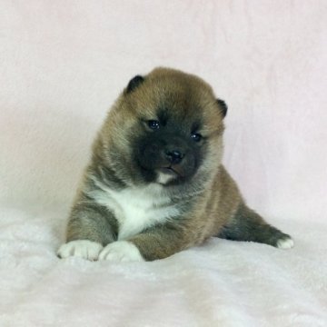 柴犬(標準サイズ)【茨城県・男の子・2020年11月22日・赤】の写真「両親JＫCチャンピオン✨遺伝子検索クリアです‼️」