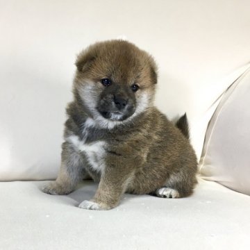 柴犬(標準サイズ)【茨城県・男の子・2022年3月20日・赤】の写真「父JKCチャンピオン✨両親、遺伝子検査クリア❗️」