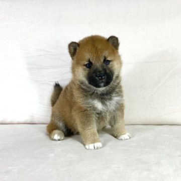 柴犬(標準サイズ)【茨城県・男の子・2023年3月24日・赤】の写真「母インターナショナルチャンピオン✨良血統❣️」