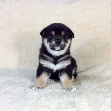 柴犬(標準サイズ)【茨城県・男の子・2020年6月16日・黒】の写真「良血統のかわいい男の子💕」