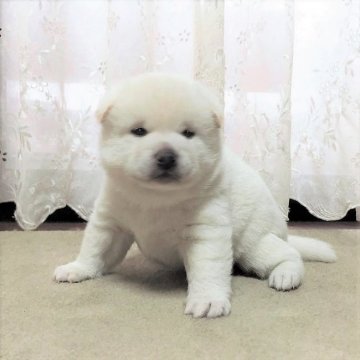 柴犬(標準サイズ)【茨城県・男の子・2017年10月15日・白】の写真「母・インターチャンピオン直子✨父・日保完成犬✨」