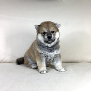 柴犬(標準サイズ)【茨城県・女の子・2022年6月14日・赤】の写真「良血統の可愛い女の子💕遺伝子検査クリア！！」