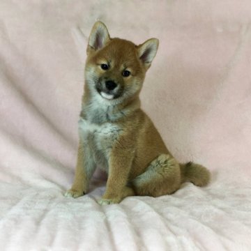 柴犬(標準サイズ)【茨城県・女の子・2021年7月15日・赤】の写真「父JKCチャンピオン✨遺伝子検査クリア安心です❣️」