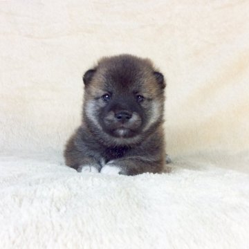 柴犬(標準サイズ)【茨城県・女の子・2020年7月15日・赤】の写真「ママJKCチャンピオン✨GM1遺伝子検査クリア❗️」