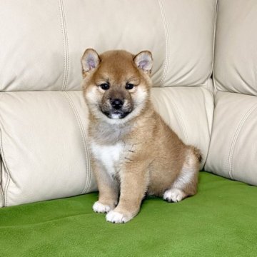 柴犬(標準サイズ)【茨城県・男の子・2023年6月26日・赤】の写真「両親JKCチャンピオン✨✨遺伝子検査クリア！！」