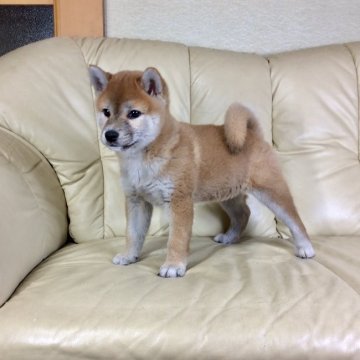 柴犬(標準サイズ)【茨城県・女の子・2020年10月12日・赤】の写真「両親共に遺伝子検査クリア‼️良血統です✨✨」