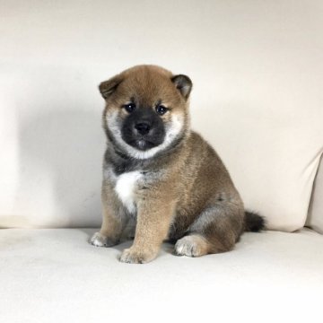 柴犬(標準サイズ)【茨城県・男の子・2022年6月14日・赤】の写真「良血統の可愛い男の子💕遺伝子検査クリア！！」