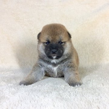 柴犬(標準サイズ)【茨城県・男の子・2020年5月2日・赤】の写真「父JKＣチャンピオン✨GM1クリアです❗️」