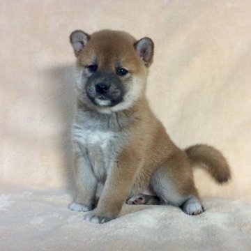 柴犬(標準サイズ)【茨城県・女の子・2019年4月10日・赤】の写真「両親共にJKCチャンピオン✨良血統の女の子♪」