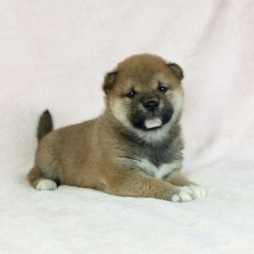 柴犬(標準サイズ)【茨城県・男の子・2021年1月13日・赤】の写真「母JKC チャンピオン✨のかわいい男の子💕」