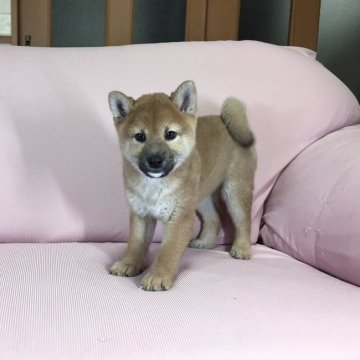 柴犬(標準サイズ)【茨城県・女の子・2021年9月15日・赤】の写真「父JKC チャンピオン✨両親遺伝子検査クリア❗️」