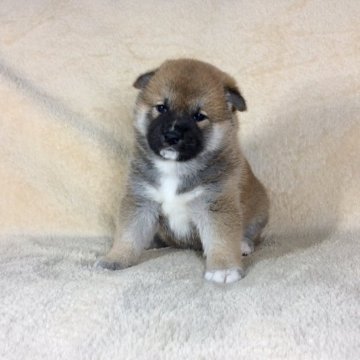 柴犬(標準サイズ)【茨城県・女の子・2020年5月2日・赤】の写真「父JKＣチャンピオン✨GM1クリアです！！」