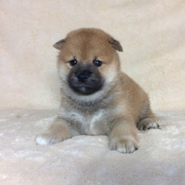 柴犬(標準サイズ)【茨城県・男の子・2019年7月13日・赤】の写真「父母共に良血統✨✨男の子💕GM1クリア安心です‼︎」