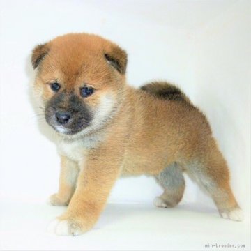 柴犬(標準サイズ)【茨城県・男の子・2017年10月22日・赤】の写真「ママはJKCチャンピオン✨パパは展覧会で活躍中‼️」