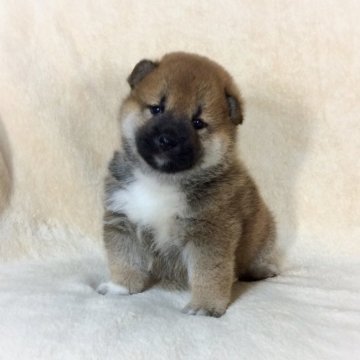 柴犬(標準サイズ)【茨城県・男の子・2019年10月5日・赤】の写真「父犬JKCチャンピオン✨両親共に良血統の男の子💕」