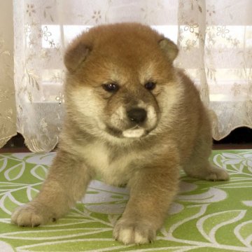 柴犬(標準サイズ)【茨城県・男の子・2018年3月3日・赤】の写真「父JKCチャンピオン❗️良血統の男の子🎵」
