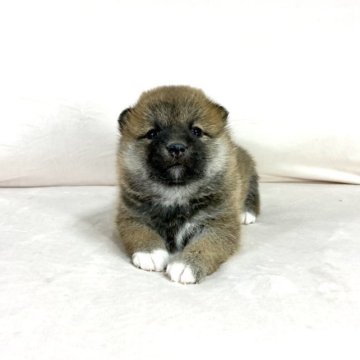 柴犬(標準サイズ)【茨城県・女の子・2023年1月23日・赤】の写真「両親JKCチャンピオン✨遺伝子検査クリアです❣️」