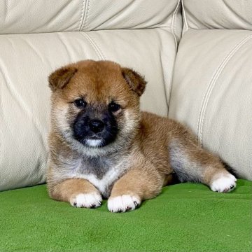 柴犬(標準サイズ)【茨城県・女の子・2024年8月2日・赤】の写真「ママJKCチャンピオン✨両親遺伝子検査クリア❣️」