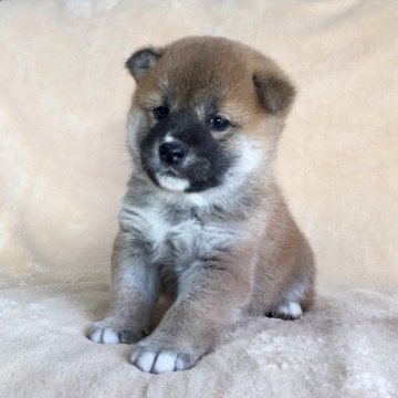 柴犬(標準サイズ)【茨城県・女の子・2019年2月1日・赤】の写真「両親共にJKCチャンピオン✨✨の女の子💕」