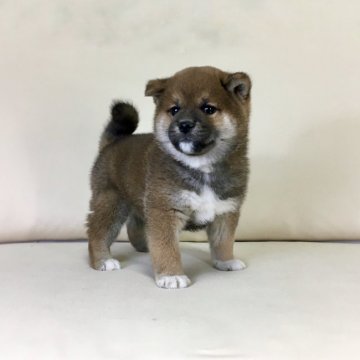 柴犬(標準サイズ)【茨城県・男の子・2021年11月13日・赤】の写真「母JKCチャンピオン✨両親共に遺伝子検査クリア❣️」