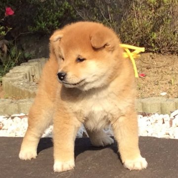 柴犬(標準サイズ)【茨城県・男の子・2016年3月10日・赤】の写真「祖母JKCチャンピオン、良血統の元気な男の子☆」