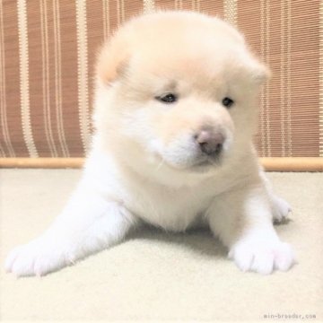 柴犬(標準サイズ)【茨城県・女の子・2017年10月1日・白】の写真「父JKCチャンピオン✨✨良血統の女の子💕」