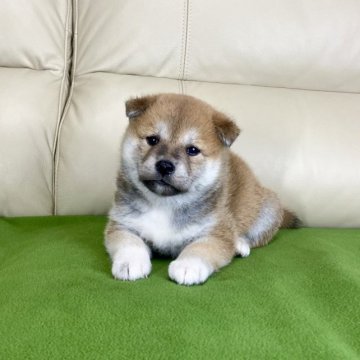 柴犬(標準サイズ)【茨城県・女の子・2023年7月3日・赤】の写真「パパJKCチャンピオン✨遺伝子検査クリア❗️です」