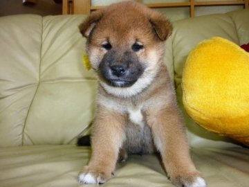 柴犬(標準サイズ)【茨城県・男の子・2017年4月14日・赤】の写真「キュンとする♡可愛い男の子💕「健康診断書付き」」