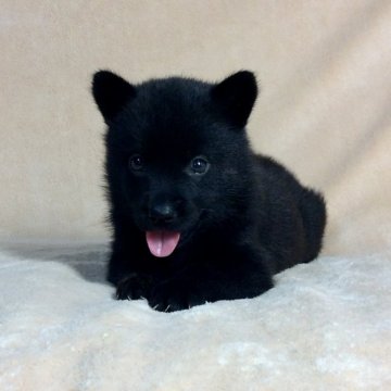 甲斐犬【茨城県・女の子・2019年6月1日・黒虎】の写真「父親チャンピオン✨甘えん坊で可愛い女の子💕」