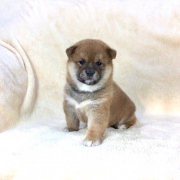 柴犬(標準サイズ)【茨城県・男の子・2020年1月20日・赤】の写真「両親JKCチャンピオン✨GM1クリア安心です！」