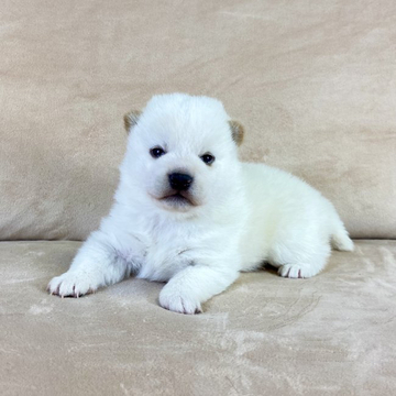 柴犬(標準サイズ)【茨城県・男の子・2022年11月22日・白】の写真「両親共に良血統✨の可愛い💕男の子😊」