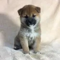 柴犬(標準サイズ)【茨城県・男の子・2019年4月10日・赤】の写真1「5/16撮影🎵」