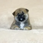 柴犬(標準サイズ)【茨城県・男の子・2022年9月9日・赤】の写真1「10/10撮影♪」