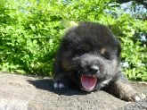 柴犬(標準サイズ)【茨城県・男の子・2017年4月14日・黒】の写真2「あらら、お腹が空いて来たのかな😊」