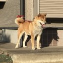 柴犬【・男の子・2018年11月1日・赤】