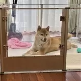 柴犬(標準サイズ)【茨城県・男の子・2023年7月6日・赤】の写真2「綺麗な顔立ちです😊」